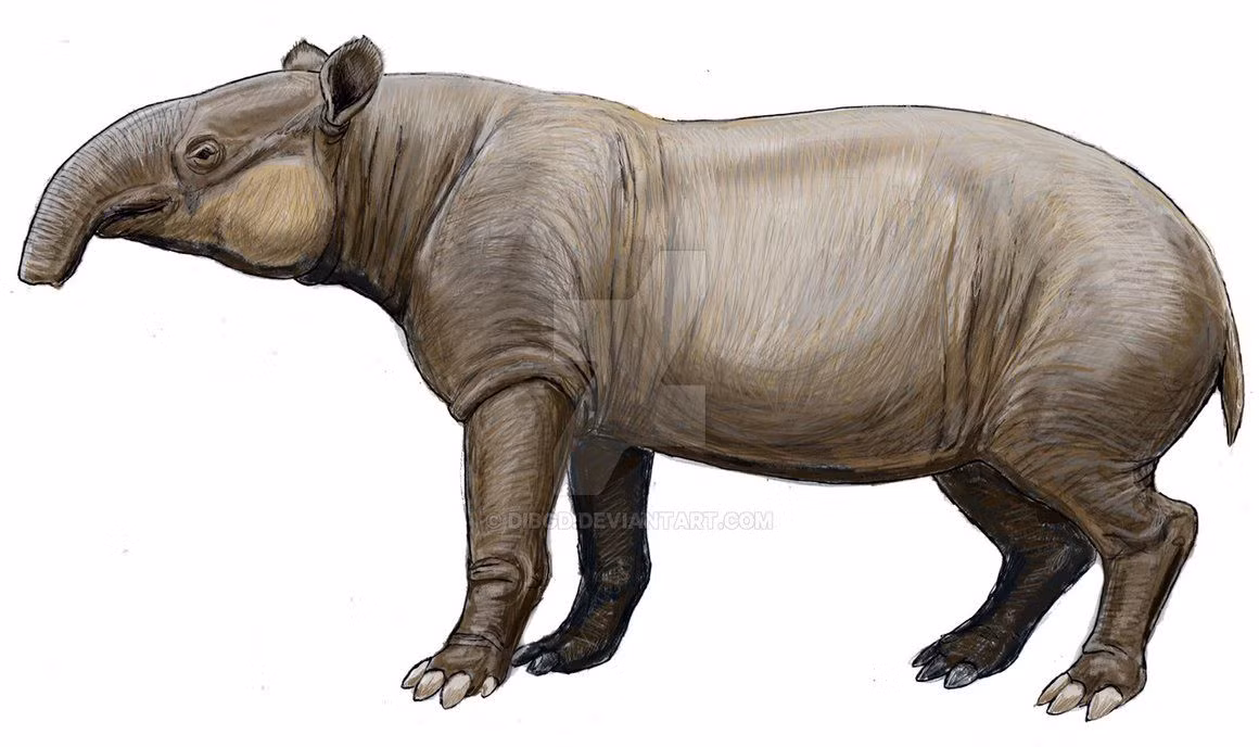  8. Lợn vòi Bắc Mỹ (Tapirus haysii). Nơi sống: Bắc Mỹ. Tuyệt chủng: Khoảng 12.000 năm trước. Nguyên nhân: Loài lợn vòi này đã bị săn bắt bởi con người tiền sử để làm thực phẩm trong kỷ băng hà cuối cùng. Ảnh: Pinterest.