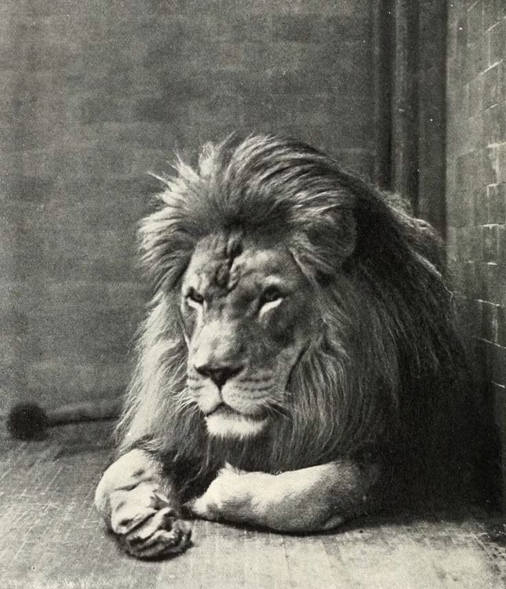  10. Sư tử Atlas (Panthera leo leo). Nơi sống: Bắc Phi. Tuyệt chủng: Đầu thế kỷ 20. Nguyên nhân: Phân loài sư tử này bị săn bắt không chỉ để lấy da và làm biểu tượng, mà còn để lấy thịt. Ngoài ra, sự xâm lấn của con người đã đẩy nhanh sự tuyệt chủng của chúng. Ảnh: Pinterest.