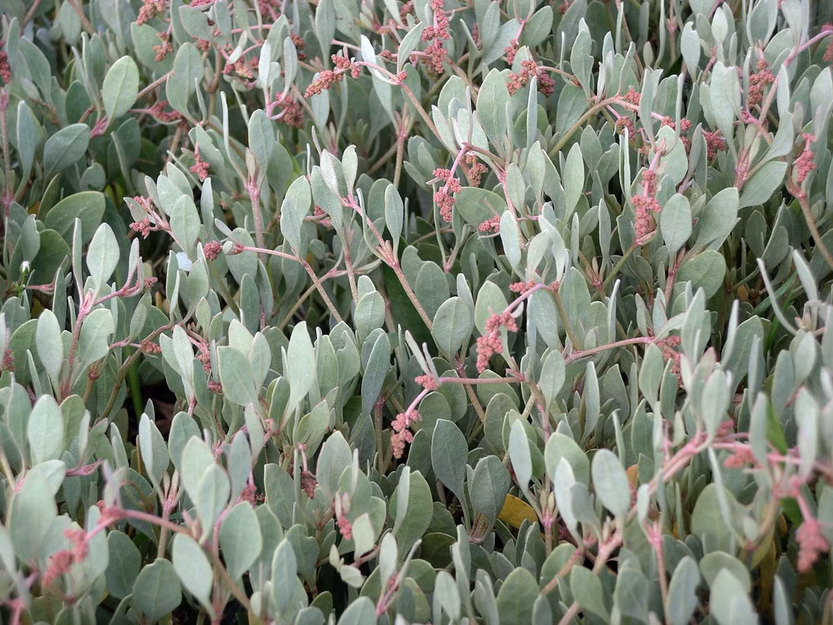 Sam đầm nước mặn (Halimione portulacoides) cao 1 mét, phân bố ở nhiều vùng thuộc châu Âu, châu Phi và châu Á. Loài thực vật bò lan này mọc ở các đầm lầy ngập mặn, đặc biệt là ven bờ hồ, kênh chịu ảnh hưởng của thủy triều. Ảnh: Wikipedia.