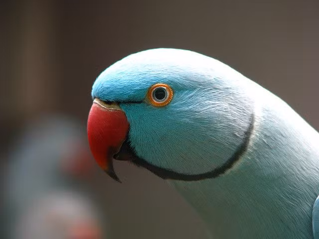  Vẹt cổ hồng (Indian Ringneck Parakeet): Học nói nhanh và có khả năng phát âm rõ ràng. Ảnh: Pinterest.