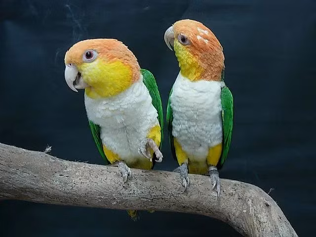  Vẹt Caique: Hài hước và vui tươi, loài này có thể bắt chước một số âm thanh và giọng nói. Ảnh: Pinterest.