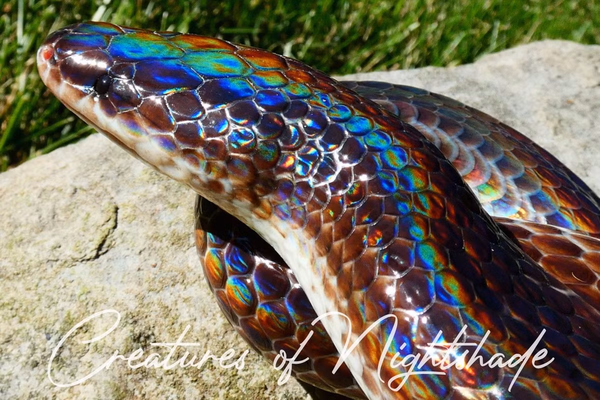  7. Rắn mống (Xenopeltis unicolor). Loài rắn này có lớp da lấp lánh màu cầu vồng, đặc biệt khi có ánh sáng chiều vào. Rắn mống không có nọc độc và sống chủ yếu dưới lòng đất hoặc trong rừng ẩm. Ảnh: Pinterest.