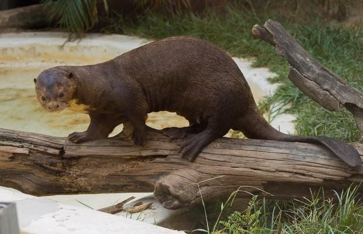  11. Rái cá khổng lồ (Pteronura brasiliensis). Rái cá khổng lồ có chiều dài đến 1,8 mét (tính cả đuôi), sống trong các dòng sông và hồ nước ở Amazon. Chúng là những thợ săn cá tài năng và sống theo bầy đàn rất gắn kết. Ảnh: Pinterest.