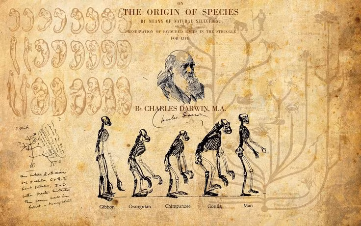  Nghi ngờ về chính thuyết tiến hóa của mình. Darwin có nhiều lần bày tỏ nghi ngờ về một số khía cạnh trong thuyết tiến hóa của mình, đặc biệt là trong việc giải thích sự tiến hóa của loài người. Ảnh: Pinterest.
