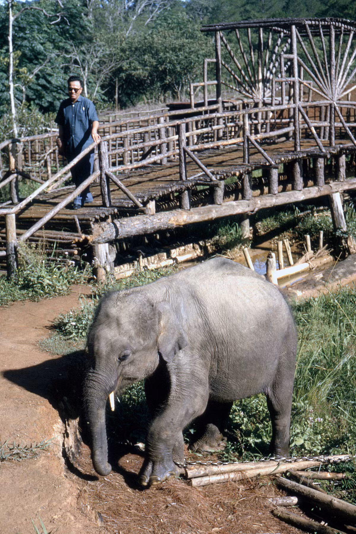 Chú voi con ở thác Prennm 1963. Ảnh: Public Domain.