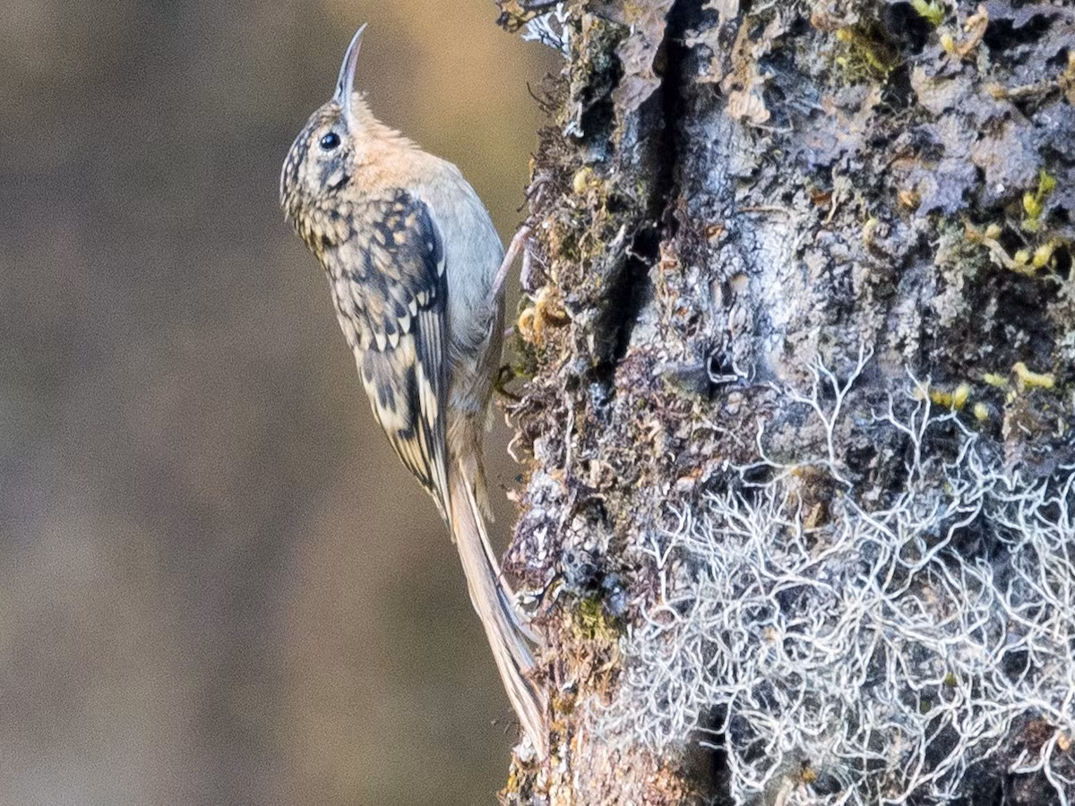 Trên thế giới, chim đuôi cứng được ghi nhận ở Lào, Myanmar và miền Bắc Thái Lan. Ảnh: eBird.
