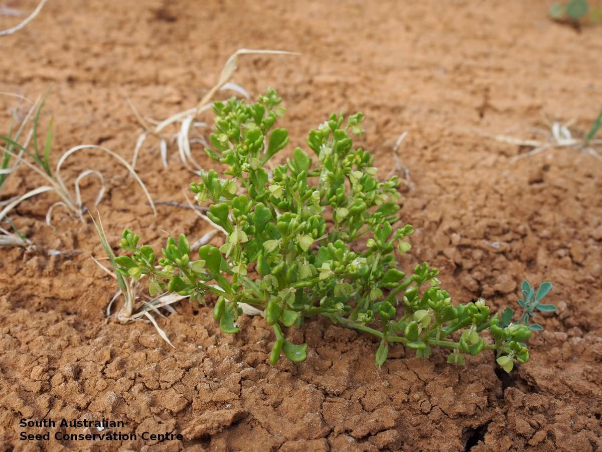  Cây bạch hoa đậu bụi (Zygophyllum dumosum). Cây bụi này thường mọc thành cụm, có lá nhỏ, dày giúp giảm thoát hơi nước và bảo vệ khỏi nhiệt độ cao của sa mạc. Chúng phát triển rất chậm và sống lâu. Ảnh: Pinterest.