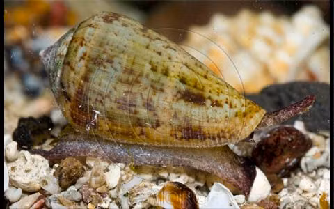  15. Ốc nón (Conidae). Loài ốc nón có lớp vỏ đẹp nhưng lại chứa nọc độc nguy hiểm, đủ mạnh để gây tử vong cho người. Chúng sống dưới cát hoặc trên các tảng san hô. Ảnh: Pinterest.