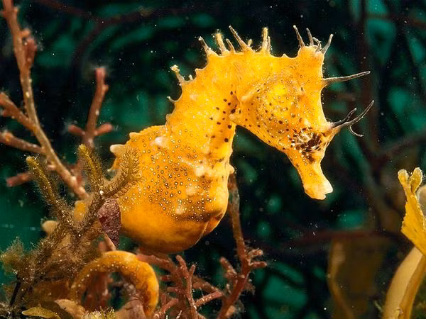  11. Cá ngựa (Hippocampus). Cá ngựa có hình dáng độc đáo với thân hình uốn cong và cái đuôi có thể quấn lấy các nhánh san hô. Đây là loài động vật sống chậm và thường ngụy trang nhờ san hô. Ảnh: Pinterest.