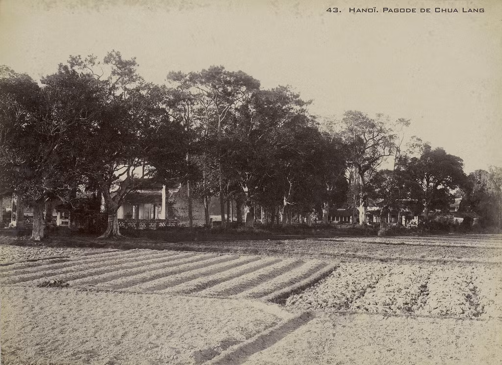 Chùa Láng nhìn từ ruộng rau bên ngoài chùa, khoảng năm 1899.