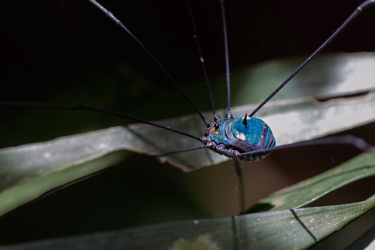 Tác phẩm lý thú của tạo hóa: Con nhện chân dài với màu xanh bắt mắt. Ảnh: Jon Hawton / 500px.com.