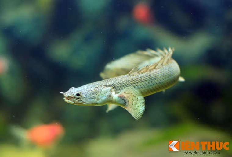 Khủng long hoàng đế (Polypterus ornatipinnis) đến từ châu Phi là loài cá cảnh được dân chơi Việt ưa chuộng vì vẻ hoang dã đầy ấn tượng. Chúng cũng là một trong những loài cá hiếm hoi có cặp phổi nguyên thủy, giúp chúng sống được trên cạn một thời gian dài.