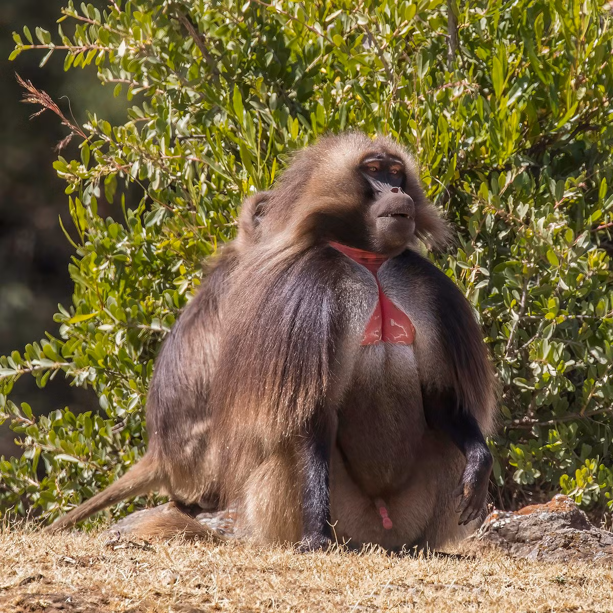 Khỉ đầu chó ngực đỏ (Theropithecus gelada) dài 50-74 cm, sống trên đồng cỏ cao nguyên Angola. Loài linh trưởng ăn cỏ này có mảng da trụi lông màu đỏ đặc trưng ở ngực.