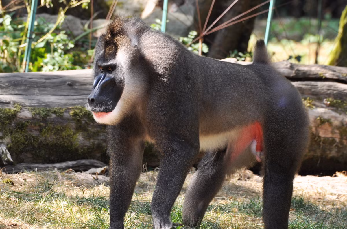 Khỉ đầu chó mặt xanh (Mandrillus leucophaeus) dài 61-77 cm, phân bố ở Cameroon, Nigeria và Guinea Xích đạo. Sống ở rừng mưa đất thấp, loài khỉ lớn này có phần da quanh mõm nhẵn nhụi, bóng loáng, ánh xanh nhẹ.