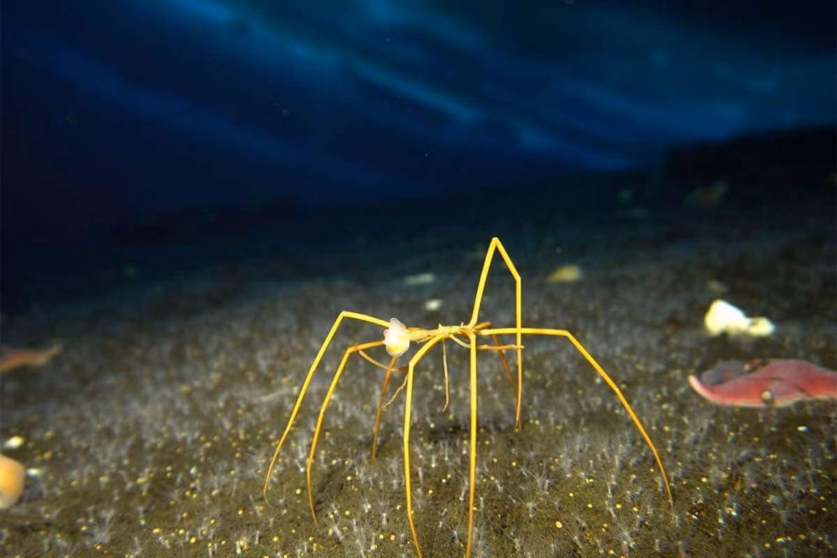 Loài nhện biển lớn nhất được biết đến là nhện biển lớn (Colossendeis megalonyx). Sống ở vùng biển sâu cận Nam Cực, chúng có thân dài khoảng 2 cm và sải chân có thể dài tới 70 cm. Ảnh: New Scientist.