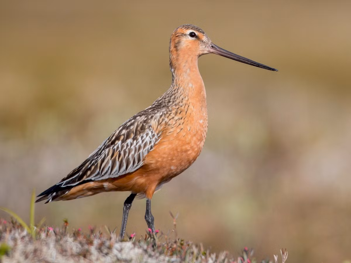 Choắt mỏ thẳng đuôi vằn (Limosa lapponica) dài 37-41 cm, là loài di cư, trú đông ven biến không phổ biến tại các vùng ven biển trong cả nước (trừ Bắc Trung Bộ). Chúng sống ở vùng đầm lầy, cát ven biển, bãi biển, ao ven biển. Tình trạng bảo tồn: Sắp bị đe dọa (Sách Đỏ UICN).