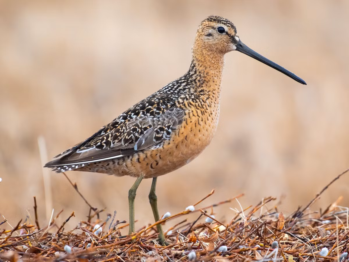 Choắt mỏ dài (Limnodromus scolopaceus) dài 27-30 cm, là loài lang thang ven biển tại Đông Bắc. Chúng sống ở sinh cảnh đầm lầy, vùng triều ven biển, đất ngập nước, đất thấp, ao nuôi trồng thủy sản gần rừng ngập mặn.