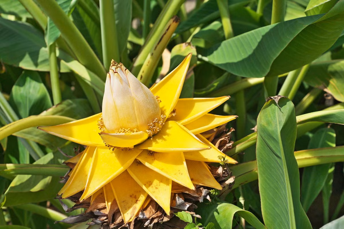 Chuối lùn Trung Hoa (Musella lasiocarpa) thuộc họ Chuối (Musaceae), cao 60 cm, có nguồn gốc từ vùng núi Trung Quốc. Loài cây này có một cụm hoa bông màu vàng khá lớn, có thể tồn tại nhiều tháng. Hiện chúng xuất hiện ở các nhà vườn khắp thế giới, nhưng không còn được ghi nhận trong tự nhiên.