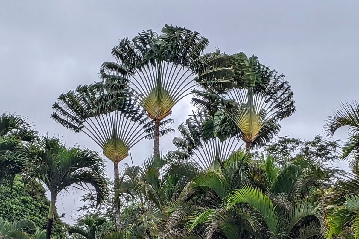Chuối rẻ quạt (Ravenala madagascariensis) thuộc họ Chuối rẻ quạt (Strelitziaceae), cao 15 m, là thực vật bản địa ở các cánh rừng thưa Madagascar. Với những tán lá xếp như nan quạt, chúng là cây cảnh được ưa chuộng toàn cầu. Trong sinh cảnh tự nhiên, loài cây này được thụ phấn nhờ vượn cao.