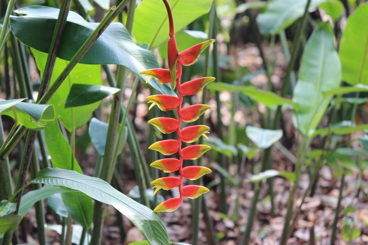 Chuối pháo (Heliconia stricta) thuộc họ Chuối pháo (Heliconiaceae), cao 4m, phân bố ở phía Bắc lục địa Nam Mỹ. Trong sinh cảnh tự nhiên, những chùm hoa rủ xuống màu đỏ tươi của loài thực vật lá to này được thụ phấn nhờ các loài chim hút mật.