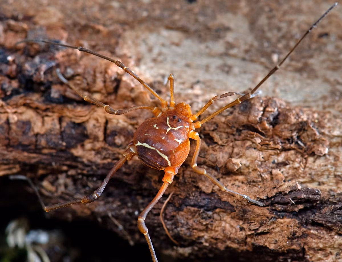 Chôm chôm Say (Vonones sayi) dài 1 cm, phân bố ở phía Đông nước Mỹ. Loài vật này nhìn giống nhện nhưng có quan hệ gần với bọ cạp hơn. Chúng có cơ thể không phân chia và không có nọc độc, có thể tiết ra chất có mùi khó chịu để xua đuổi các động vật săn mồi.