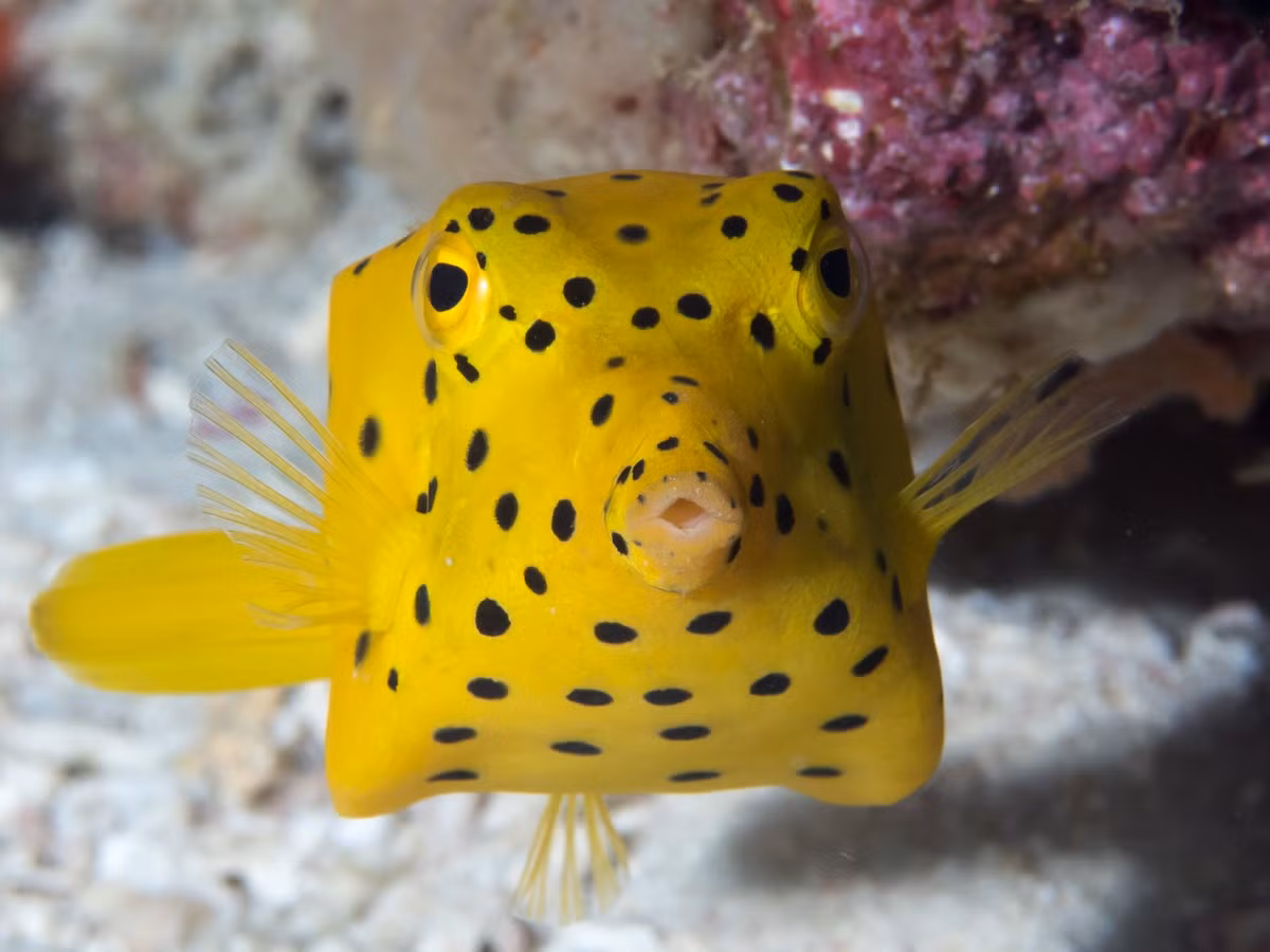 Cá nóc hòm tròn lưng (Ostracion cubicus) thuộc họ Cá nóc hòm (Ostraciidae), dài 40 cm, phân bố ở Ấn Độ Dương - Thái Bình Dương. Loài cá này không có độc, được ưa chuộng trong các hồ cá nước mặn do hình dạng vuông vức thú vị.