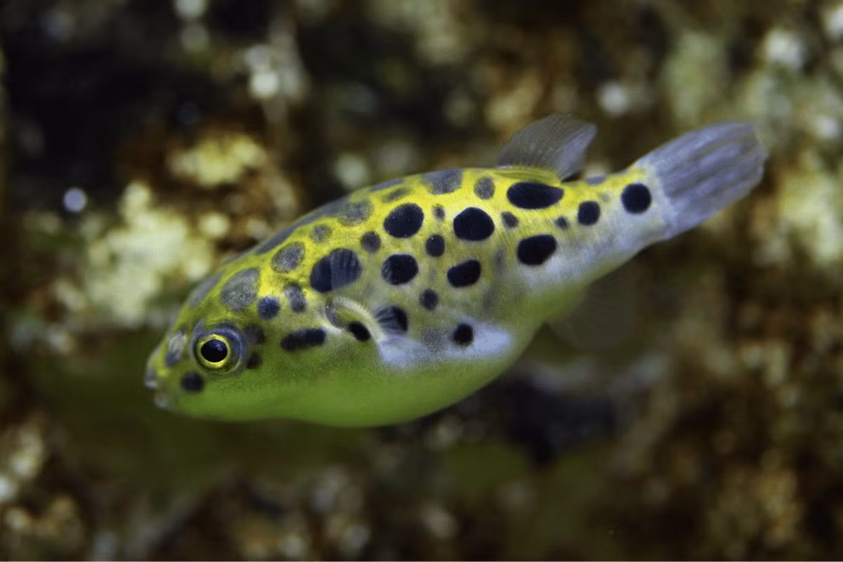 Cá nóc đốm xanh (Dichotomyctere nigroviridis) thuộc họ Cá nóc (Tetraodontidae), dài 15 cm, được tìm thấy ở các môi trường nước ngọt vùng ven biển hay nước lợ khắp Nam Á và Đông Nam Á. Loài này thường được bán trong các cửa hàng cá cảnh ở kích cỡ 2-3 cm.