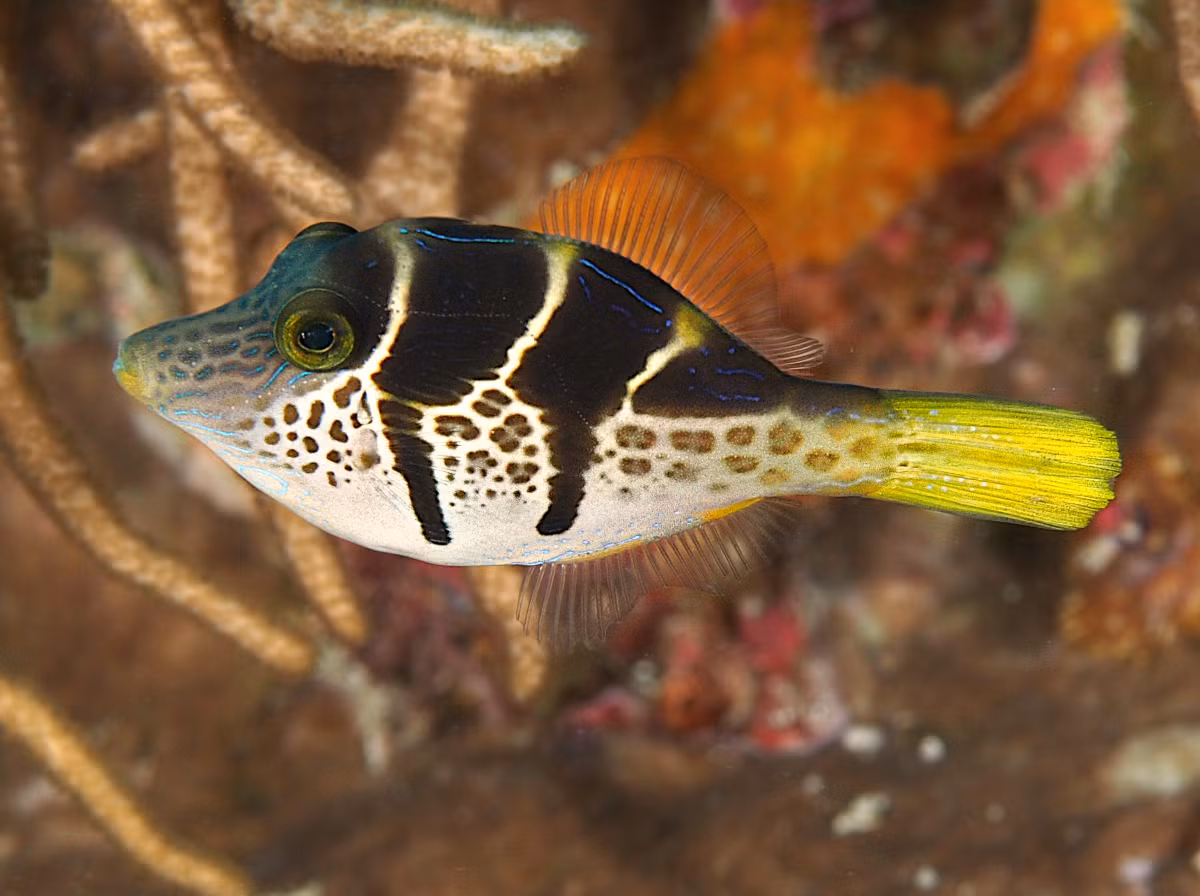 Cá bò yên ngựa (Paraluteres prionurus) thuộc họ Cá bò giấy (Monacanthidae), dài 11 cm, phân bố ở Ấn Độ Dương - Thái Bình Dương. Các loài động vật săn mồi thường tránh xa loài cá không có độc này vì trông chúng giống hệt cá nóc mũi nhọn Valentin (Canthigaster valentini) - đã đề cập ở trên.