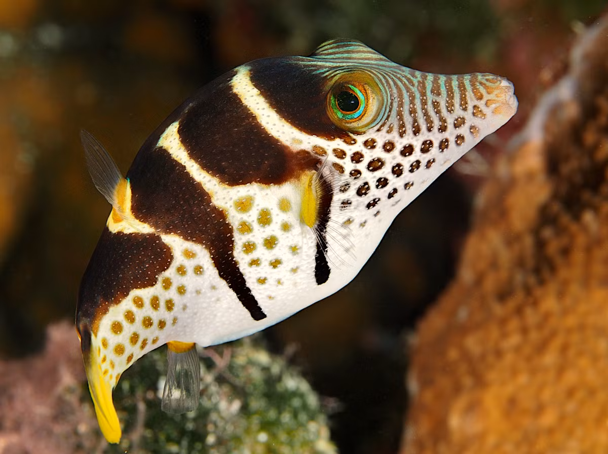 Cá nóc mũi nhọn Valentin (Canthigaster valentini) thuộc họ Cá nóc (Tetraodontidae), dài 11 cm, phân bố ở Ấn Độ Dương - Thái Bình Dương. Loài cá nóc nhỏ này có độc tính rất mạnh. Như nhiều loài khác trong họ Cá nóc, chúng có cơ chế phồng mình đặc trưng khi cảm thấy bị đe dọa.
