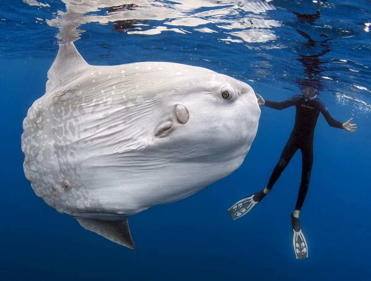 Cá mặt trăng (Mola mola) thuộc họ Cá mặt trăng (Molidae), dài 4 mét, được ghi nhận ở các vùng biển trên toàn cầu. Đây là loài cá xương nặng nhất thế giới, có thể đạt tới trọng lượng 2,3 tấn. Chúng chuyên ăn sứa biển.