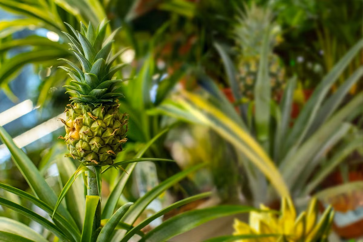 Dứa (Ananas comosus) dài 1,5 mét, nguồn gốc chưa được xác định, có thể là Brazil. Loài cây cho quả to và thơm, ăn được này được Christopher Columbus mang về châu Âu lần đầu tiên sau chuyến khám phá châu Mỹ nổi tiếng trong lịch sử.