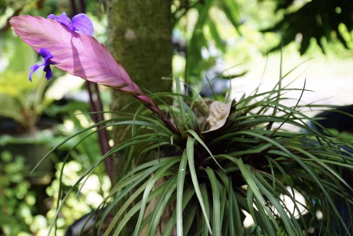 Quạt ba tiêu (Tillandsia cyanea) dài 30 cm, có nguồn gốc từ Ecuador. Loài thực vật họ Dứa này mọc trên các cây gỗ trong rừng ở độ cao từ 600 đến 1.000 mét trên mực nước biển. Hoa của chúng mọc ra từ tán có hình dạng như chiếc quạt.