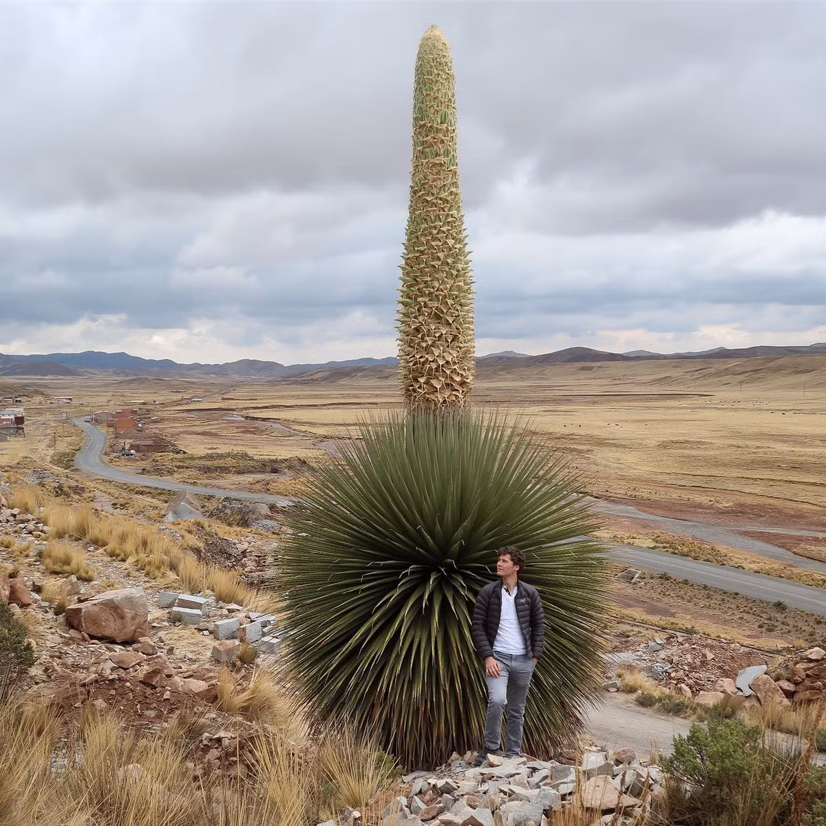 Dứa nữ hoàng Andes (Puya raimondii) cao 10 mét, phân bố ở miền trung dãu Andes. Đây là loài cây họ Dứa lớn nhất thế giới. Sau nhiều năm sinh trưởng, chúng chỉ mọc ra đúng một cụm hoa khổng lồ, rồi chết đi.