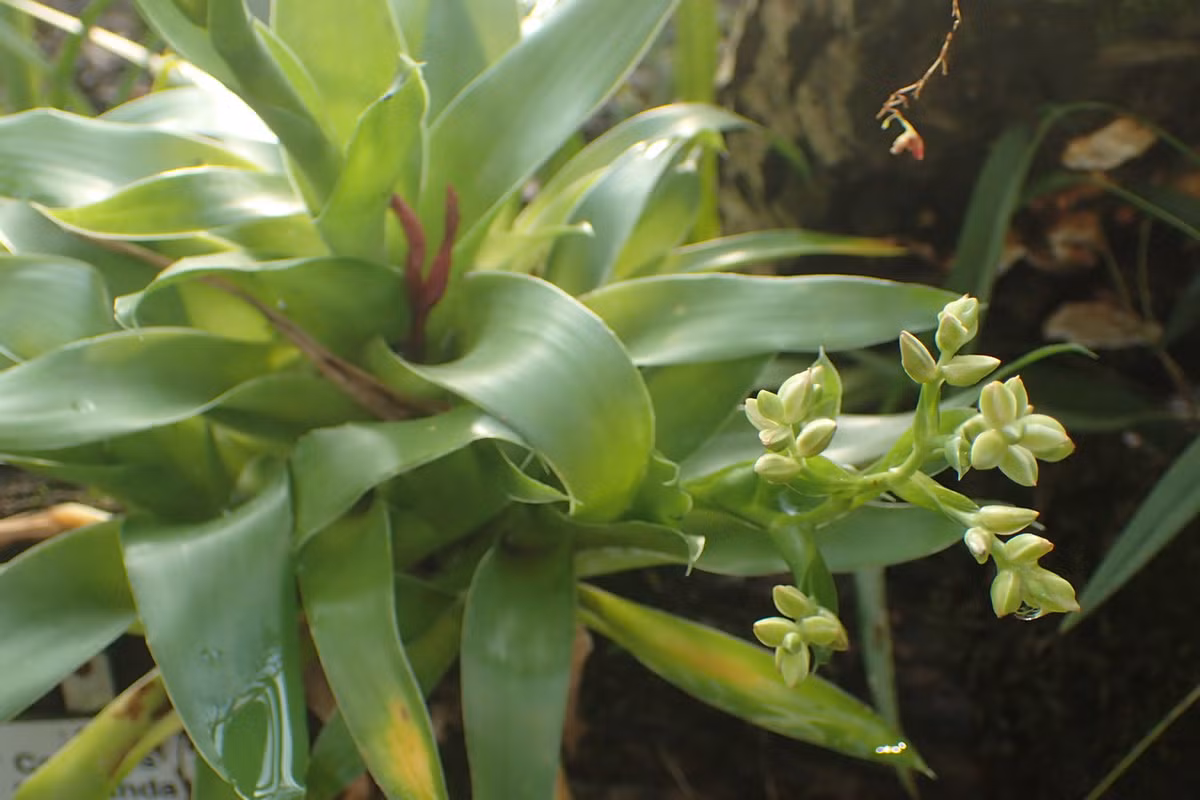 Dứa Catopsis floribunda dài 50 cm, phân bố từ bang Florida (Mỹ) đến Venezuela. Loài thực vật biểu sinh này phát triển trong quần xã sinh vật nhiệt đới, nơi chúng hấp thụ nước từ môi trường ẩm ướt.
