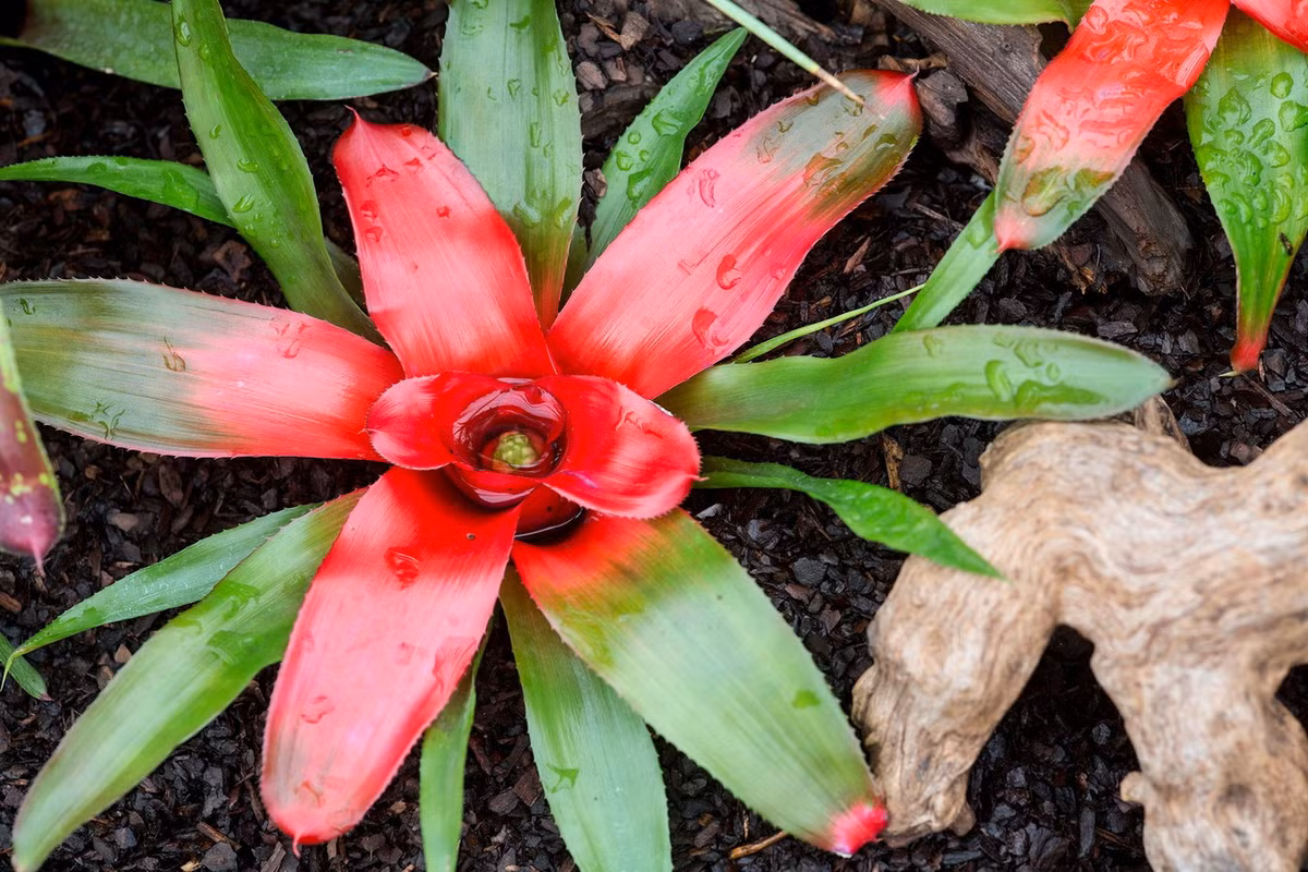 Dứa cảnh hồng tâm (Neoregelia carolinae) dài 30 cm, là thực vật bản địa Brazil. Khi hoa nở, các lá trung tâm của loài cây này từ màu xanh sẽ chuyển sang màu đỏ thẫm. Đây là một loài cây cảnh phổ biến trên thế giới.