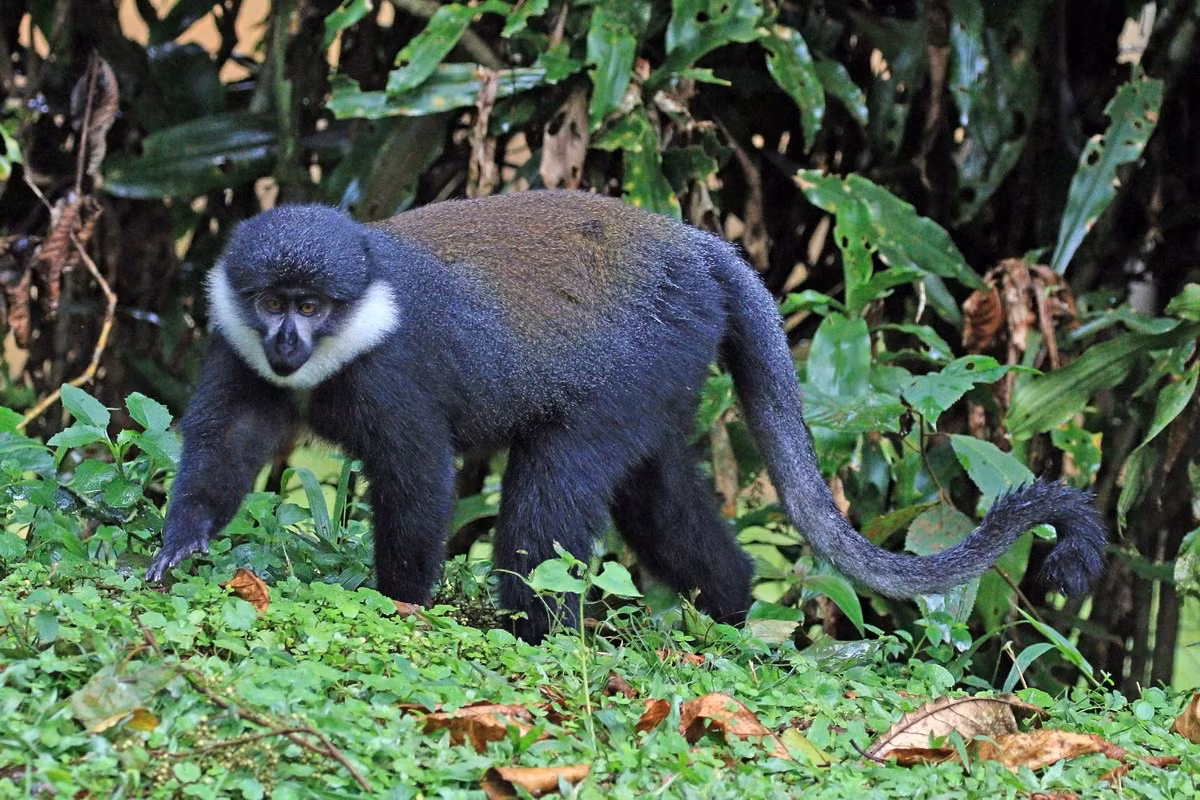 Khỉ râu quai nón trắng (Cercopithecus lhoesti) dài 46-56 cm, cư trú trong các khu rừng nguyên sinh ẩm vùng cao nguyên Trung Phi. Loài khỉ sống trên cây này có được nhận dạng với vành lông màu trắng bao quanh phần dưới mặt.