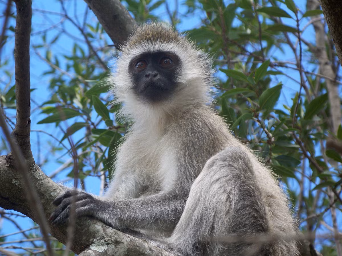 Khỉ lục Ethiopia (Chlorocebus aethiops) dài 40-66 cm, phân bố ở Đông Bắc châu Phi. Loài khỉ sống nửa trên mặt đất, nửa trên cây này có sắc xanh lục nhẹ ở phần mặt, chỉ nhìn thấy được trong một số điều kiện ánh sáng nhất định.
