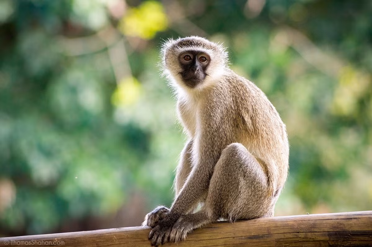 Khỉ lục trán trắng (Chlorocebus pygerythrus) dài 35-66 cm, phân bố từ Ethiopia qua Đông Phi tới Nam Phi. Sống ở sinh cảnh rừng thưa và xavan, loài này dành nhiều thời gian ở trên mặt đất.