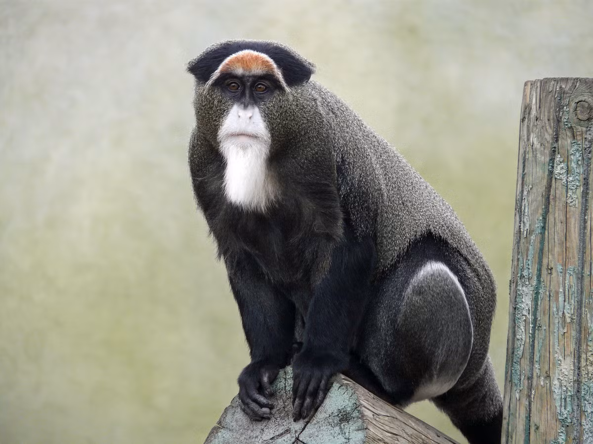 Khỉ râu trắng (Cercopithecus neglectus) dài 40-64 cm, sống ở các khu rừng đầm lầy Trung Phi. Loài khỉ này sống nửa trên cây, nửa dưới đất. Con đực lớn hơn con cái và có bộ phận sinh dục màu xanh nổi bật.