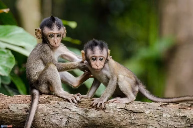 Con giáp tuổi Thân. Theo tử vi 12 con giáp, người tuổi Thân thông minh, mạnh mẽ, giao tiếp cá nhân rất tốt. Trong cuộc sống, họ luôn giữ được tinh thần lạc quan, năng động.