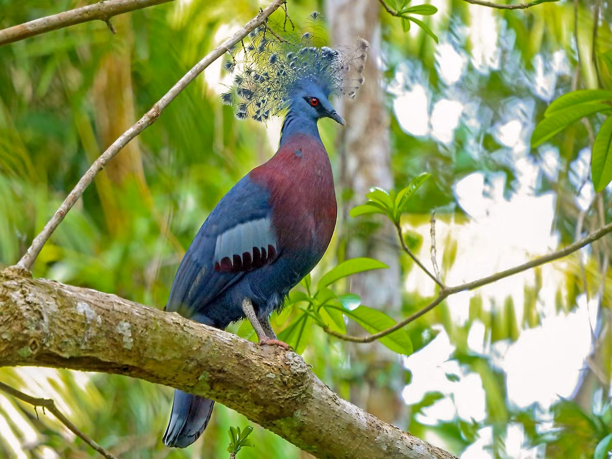 Bồ câu vương miện Victoria (Goura victoria) phân bố ở phía Bắc đảo New Guinea. Ảnh: eBird.