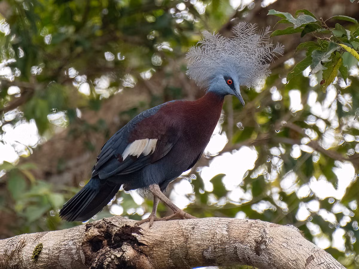 Bồ câu vương miện Sclater (Goura sclaterii) phân bố ở phía Nam đảo New Guinea. Ảnh: eBird.