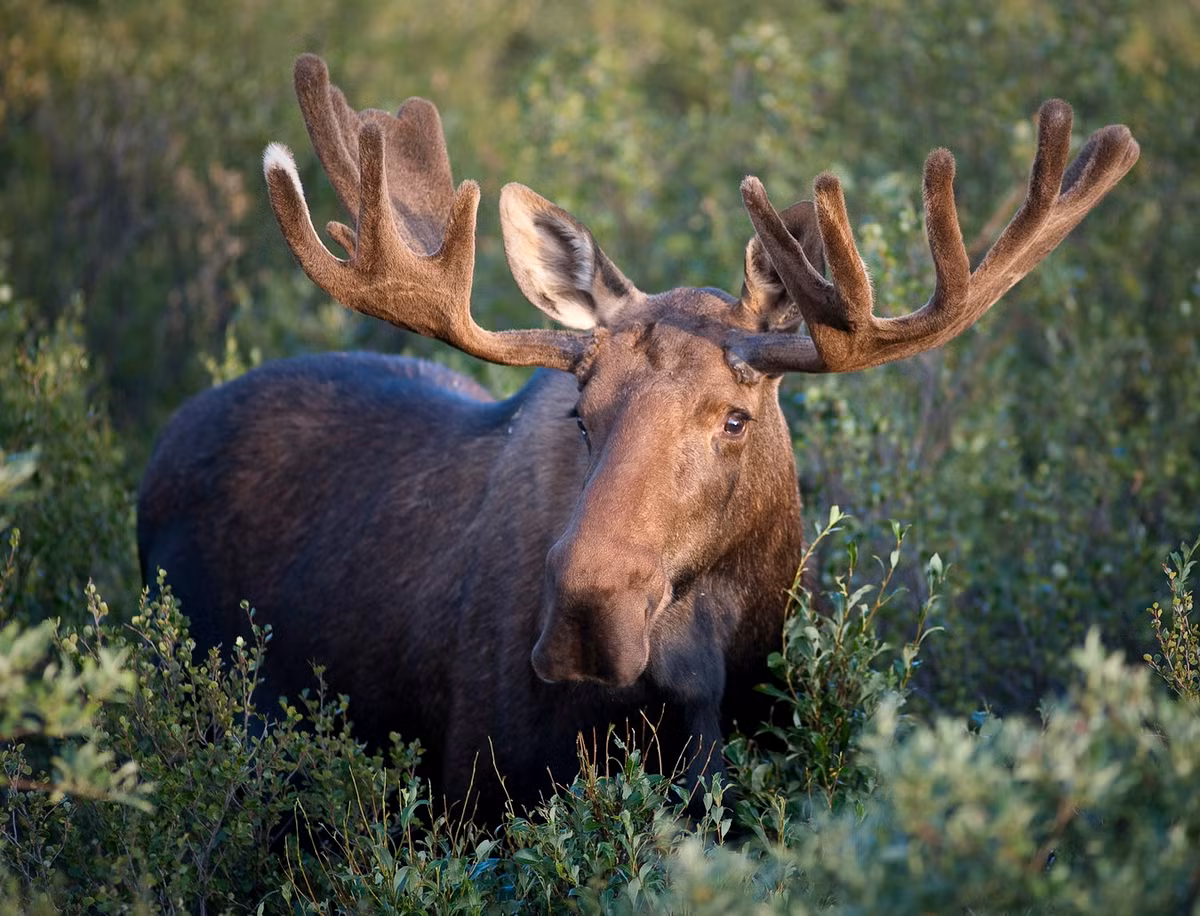 Nai sừng tấm Bắc Mỹ (Alces americanus) dài 1,8-2,1 mét, cư trú trong các khu rừng ôn đới ở Bắc Mỹ. Đây là loài lớn nhất trong họ Hươu nai. Con đực có gạc hình tấm còn con cái có kiểu gạc phân nhánh. Ảnh: Wikipedia.