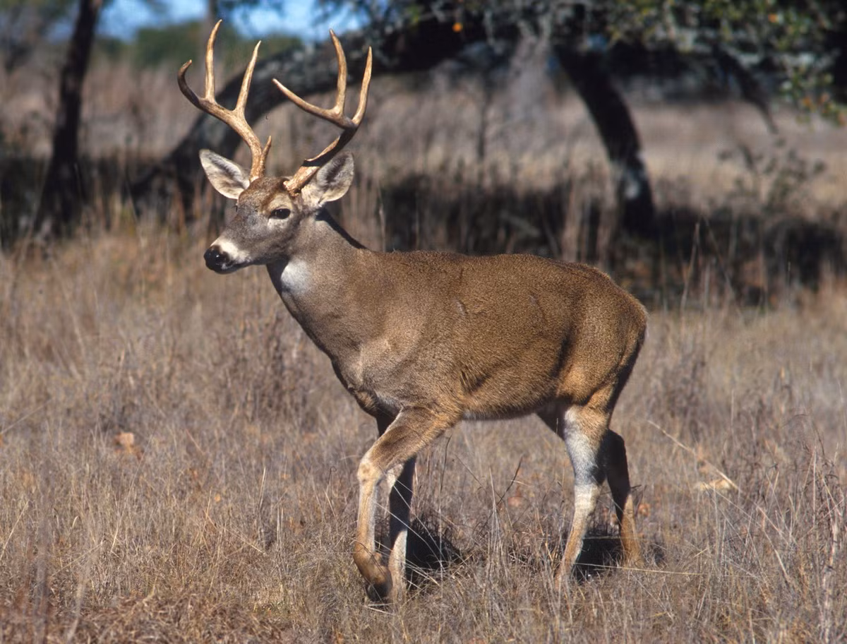 Hươu đuôi trắng (Odocoileus virginianus) dài 80-100 cm, phân bố từ Canada tới Peru. Loài này có tập tính vẫy cái đuôi có mặt dưới màu trắng khi hoảng sợ. Chúng đã được du nhập vào châu Âu và New Zealand. Ảnh: Wikipedia.