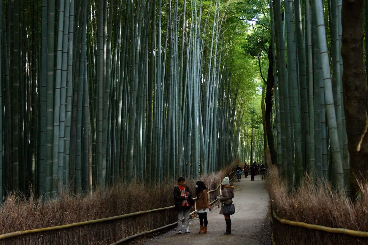 Từ năm 2015, chính quyền thành phố Kyoto đã cho phép du khách tham quan miễn phí rừng tre vào mọi thời điểm trong ngày. Ảnh: Unusual Places.