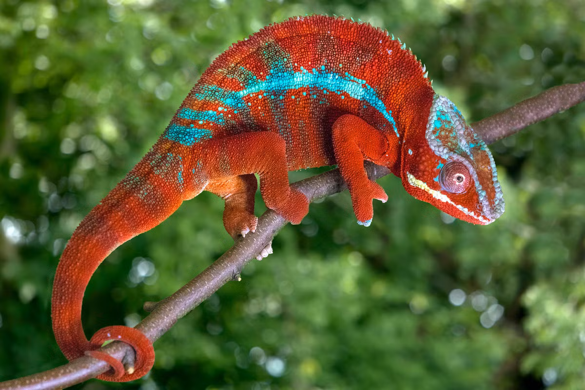Loài tắc kè hoa được nuôi phổ biến nhất là Veiled Chameleon (trong ảnh). Một loài khác là Panther Chameleon có vằn đỏ vàng cũng rất được ưa chuộng.