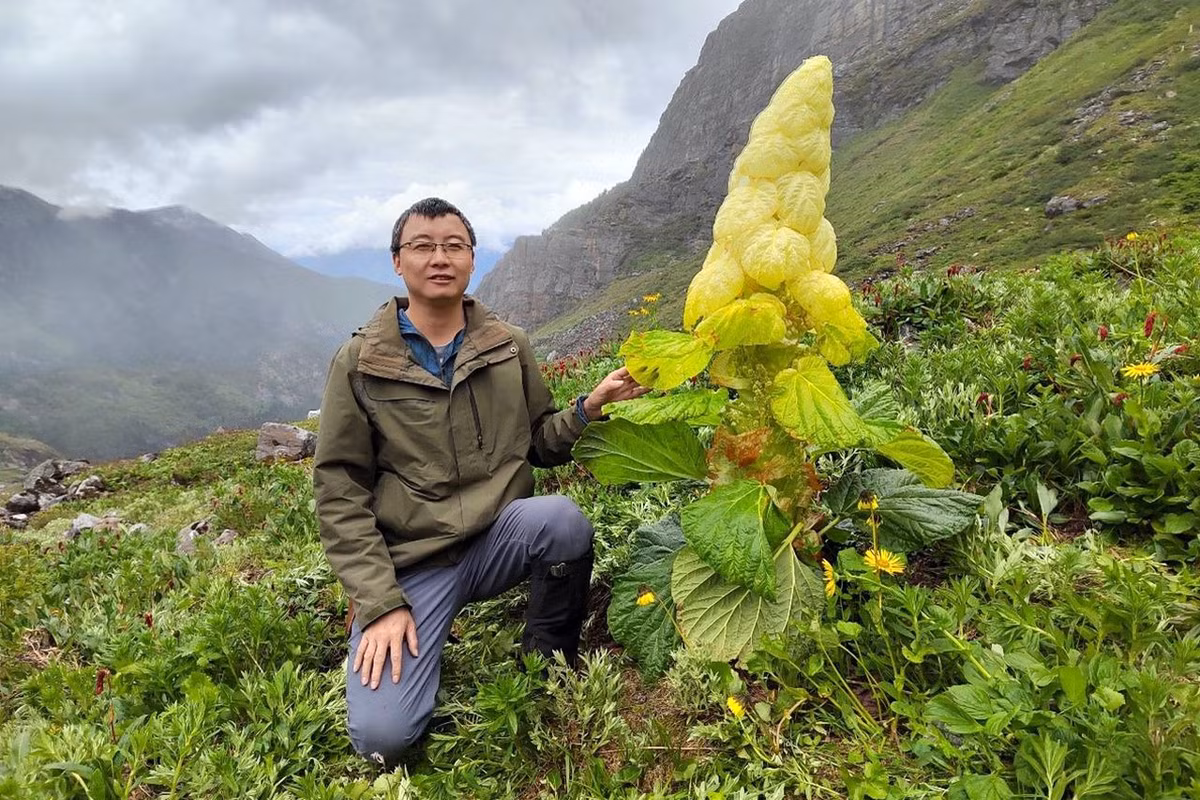 Thân cây đại hoàng Sikkim có tính axit nhẹ và được người dân địa phương thu hoạch để thể chế biến thành các món ăn. Phần rỗng bên trong thân cây chứa nhiều nước, có thể uống được. Ảnh: Vegetation Science Blog.
