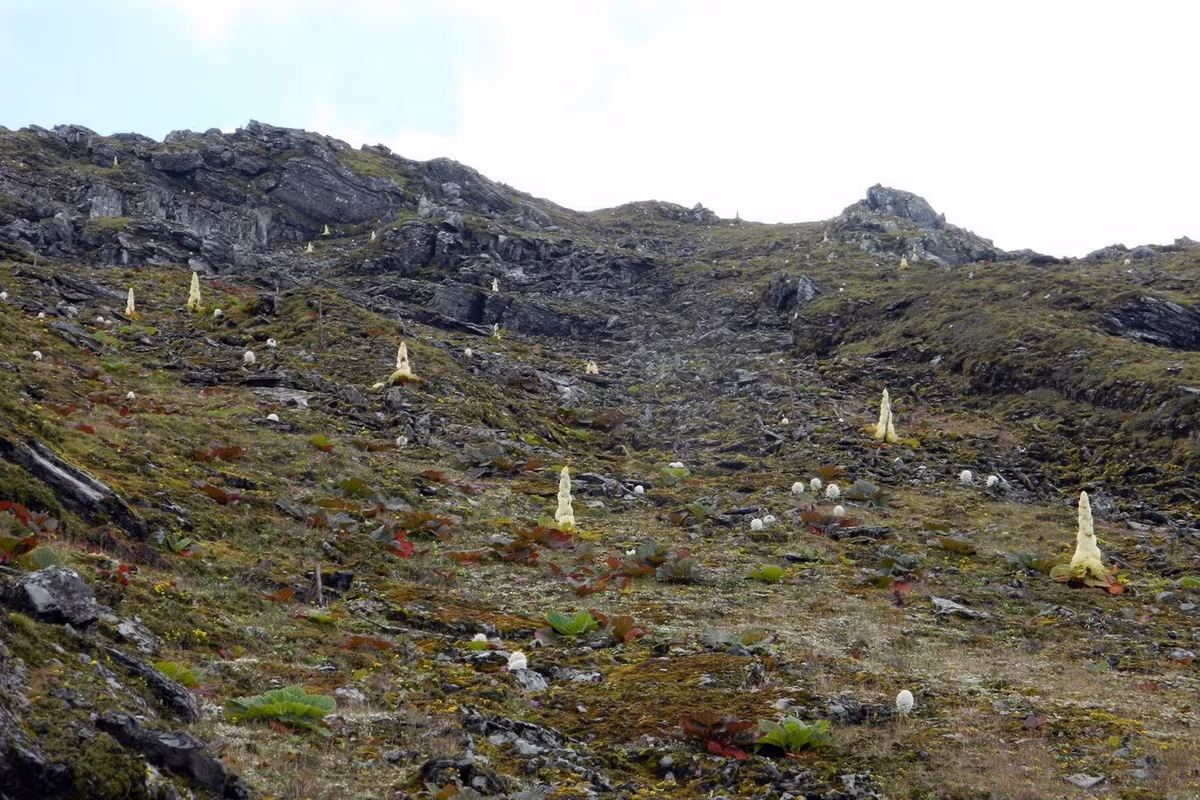 Đây là một trong những loài thực vật lớn nhất ở dãy Himalaya, nơi điều kiện tự nhiên ngặt nghèo khiến không nhiều loài thực vật có thể tồn tại. Chúng có thể được nhìn thấy từ cách xa hàng cây số ở địa hình trống trải. Ảnh: IDSeeds Farm.