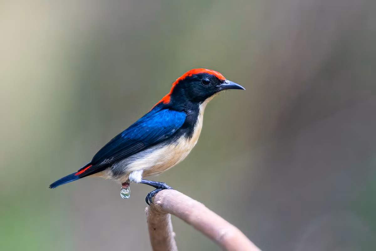 Chim sâu lưng đỏ (Dicaeum cruentatum) dài 8-9 cm, là loài định cư, phổ biến trong cả nước.