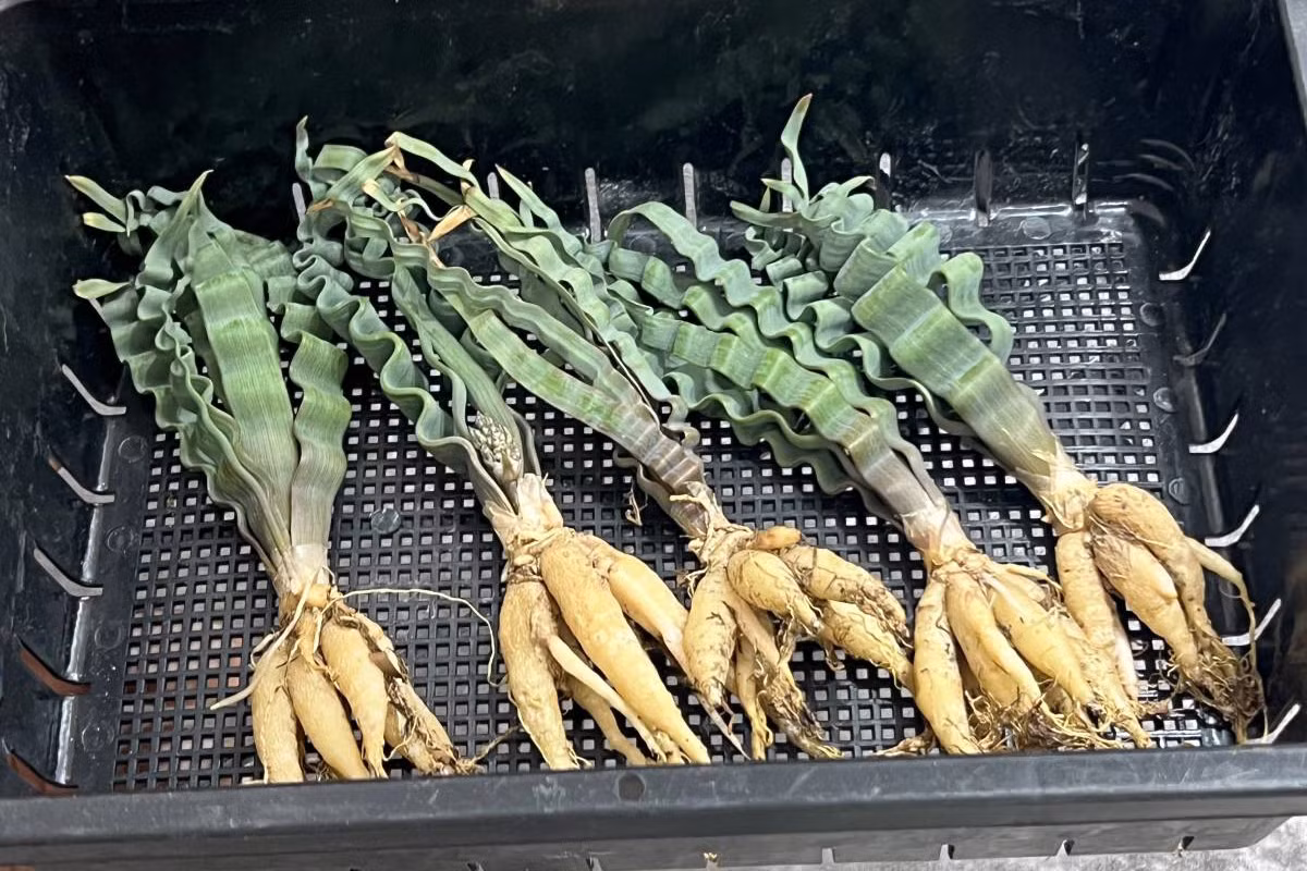 Rễ cây phình to thành củ chứa nhiều nước, một đặc điểm thích nghi với điều kiện sống khô hạn trong tự nhiên của loài cây này. Ảnh: 落札相場アーカイブ.